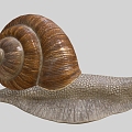 Snail Cartoon Snail Reptile Cartoon Animal 3d model