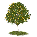 Fruit Bearing Tree With Green Leaves Yellow Fruits And Grass Under Blue Sky White Clouds