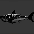 Detailed Realistic Shark With White Stripes On Dark Background 3D Render