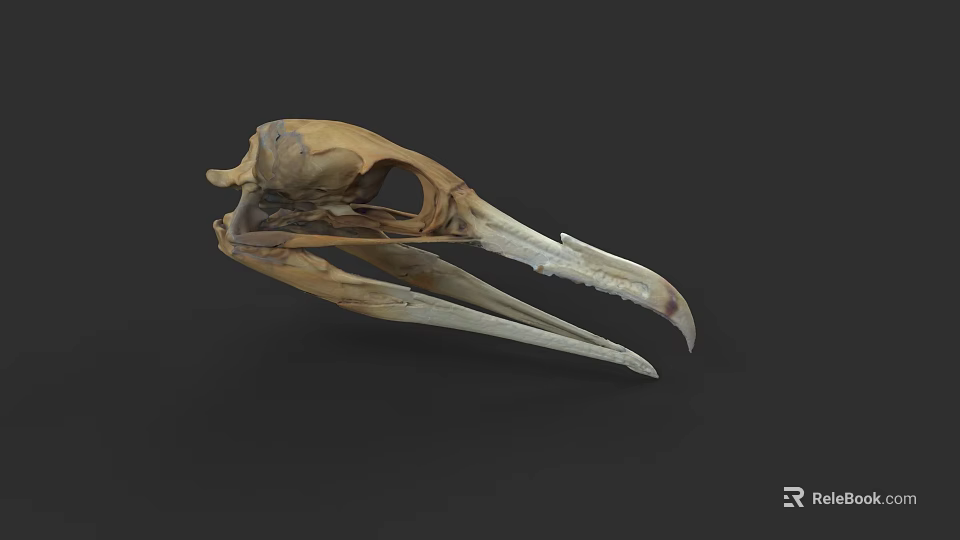 Marine Aquatic Animal Skull Featuring Long Sharp Beak and Bone Structure Details 3d model 