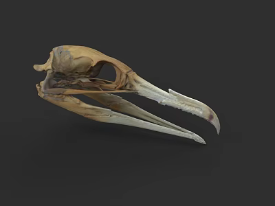 Marine Aquatic Animal Skull Featuring Long Sharp Beak and Bone Structure Details 3d model