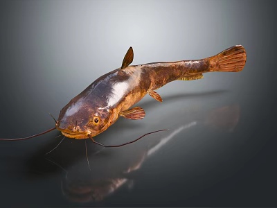 Freshwater Aquatic Animal With Long Whiskers Brown Spotted Body Fins And Tail 3d model