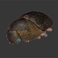Shiny Black And Brown Beetle With Textured Exoskeleton On Dark Surface