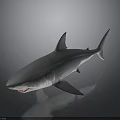 3D Shark Model Featuring Gray Body Open Mouth Sharp Teeth And Reflection On Dark Background 3d model