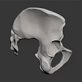 Human Pelvis Bone Detailed Anatomical Structure 3D Rendered Medical Model 3d model