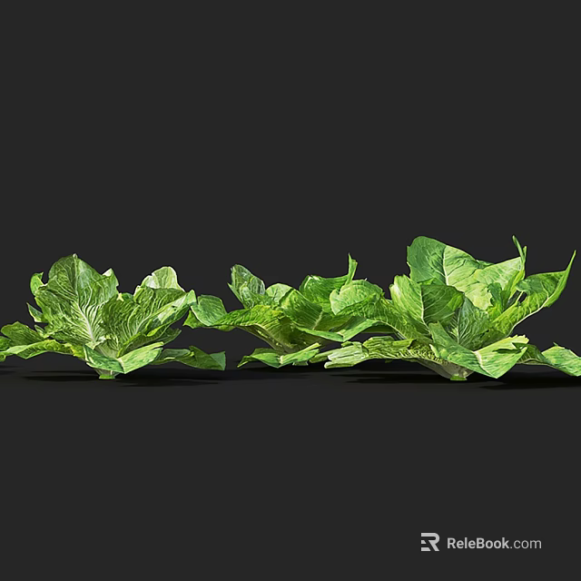 Fresh Green Lettuce With Vibrant Leaves And Healthy Organic Vegetable Bunches 3d model 