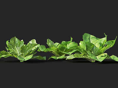 Fresh Green Lettuce With Vibrant Leaves And Healthy Organic Vegetable Bunches 3d model