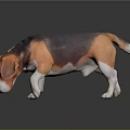 Brown Black And White Beagle Dog Sniffing Ground With Reflection On Dark Surface