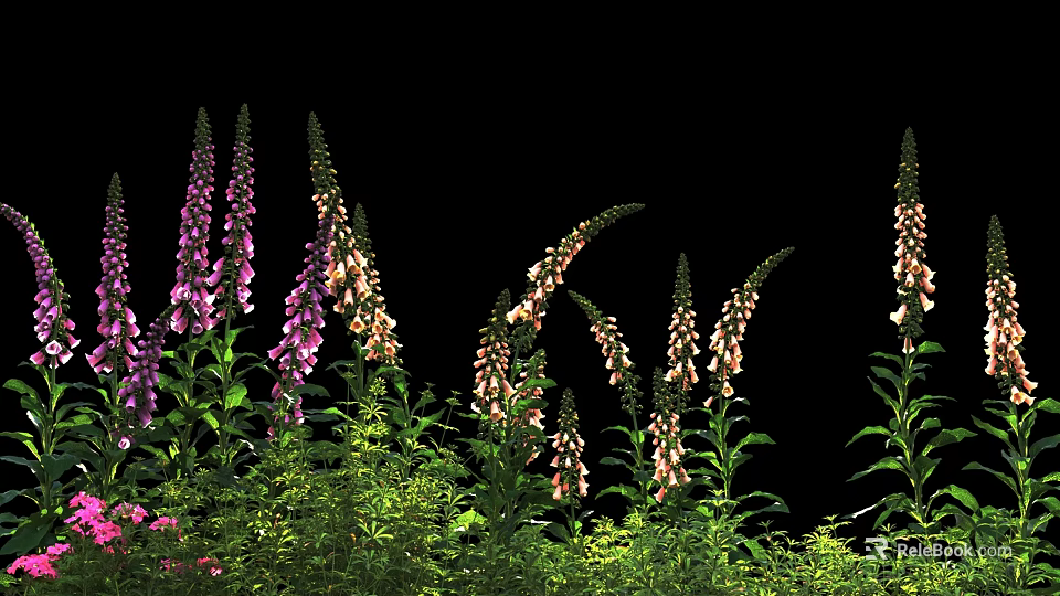 Blooming Purple and White Foxgloves with Lush Green Leaves on Black Backdrop 3d model 