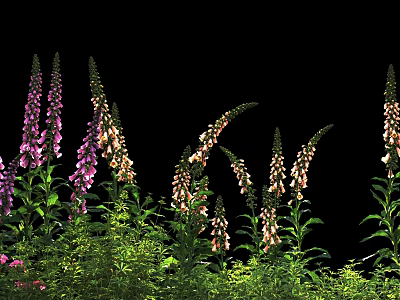 Blooming Purple and White Foxgloves with Lush Green Leaves on Black Backdrop 3d model