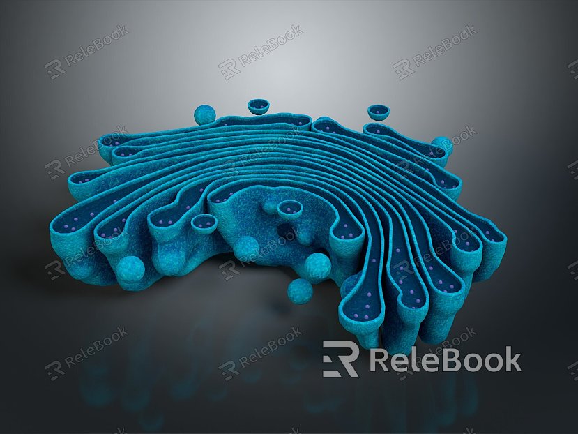 modern eukaryotic cell cross section cell structure cell tissue model