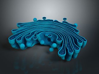 modern eukaryotic cell cross section cell structure cell tissue 3d model