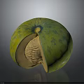 Fresh Cut Open Green Spotted Melon With Orange Flesh And Netted Texture