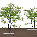 Two Ornamental Trees With Lush Green Leaves In Garden Landscape Design