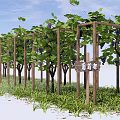 Wooden Pergola With Grape Vines Green Leaves And Purple Grapes In Grass