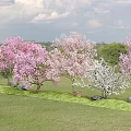 Pink and White Flowering Trees in Lush Green Grassland with Distant Trees and Cloudy Sky