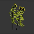Two Sunflowers With Yellow Blooms Green Leaves Stems And Reflection On Dark Background