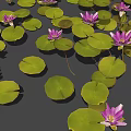 Beautiful Vibrant Aquatic Plants With Purple Water Lilies And Green Floating Lotus Leaves On Water