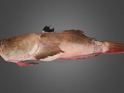 Whole Fresh Fish With Pinkish Brown Body And Fins On Gray Background 3d model
