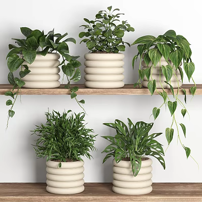 Lush Green Potted Plants On Wooden Shelf With White Pots And Hanging Vines 3d model
