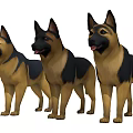 Three German Shepherds Standing Together With Alert Expressions And Healthy Coats