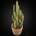 Tall And Short Green Cactus Potted Plants In Terracotta Pot For Home Decor