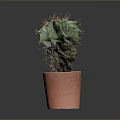 Green Spiky Cactus Plant In Orange Clay Pot On Dark Minimal Background