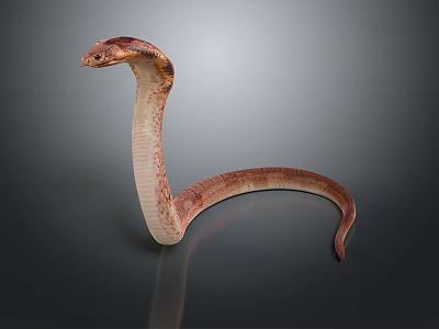 snake cobra venomous snake python reptile cold-blooded animal reptile 3d model