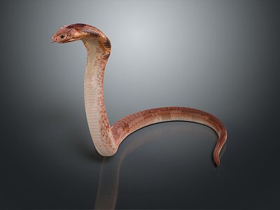 snake cobra venomous snake python reptile cold-blooded animal reptile 3d model