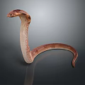 snake cobra venomous snake python reptile cold-blooded animal reptile 3d model
