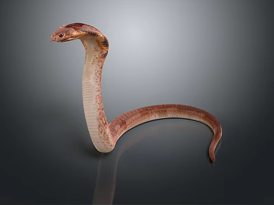 Reddish Brown Patterned Reptile Snake With Raised Head Curved Body Gray Gradient Background And Reflection 3d model
