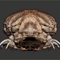 Giant Isopod With Segmented Brown Body Large Claws And White Legs On Gray Surface