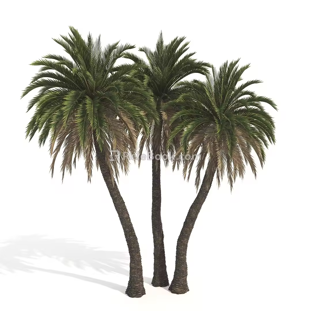 Plant Tropical Tree Palm Tree 3d model