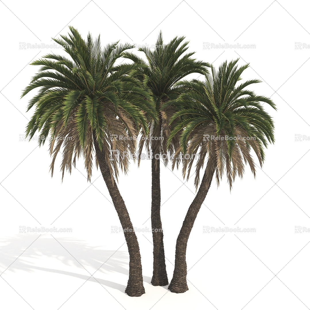 Plant Tropical Tree Palm Tree 3d model