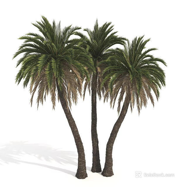 Three Tall Palm Trees With Thick Trunks And Lush Green Fronds 3d model 