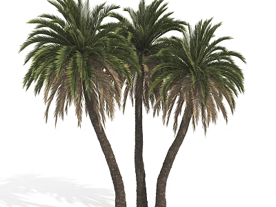 Plant Tropical Tree Palm Tree 3d model