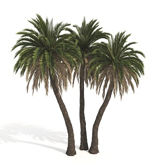 Plant Tropical Tree Palm Tree 3d model