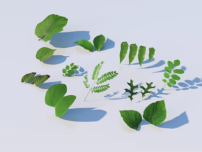 Various Green Leaves With Different Shapes And Shadows On White Background 3d model
