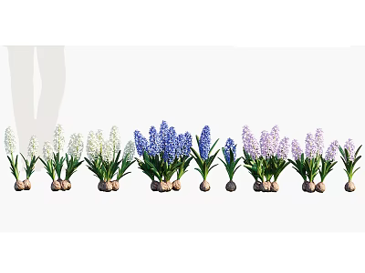 Blooming White Blue And Purple Hyacinth Flowers With Green Stems And Clay Pots 3d model