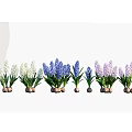 Blooming White Blue And Purple Hyacinth Flowers With Green Stems And Clay Pots