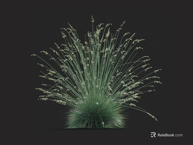 Bushy Green Grass Plant with Slender Leaves and Small White Flowers Against Dark Background 3d model 
