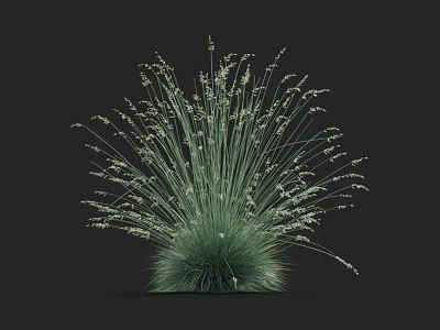 Bushy Green Grass Plant with Slender Leaves and Small White Flowers Against Dark Background 3d model