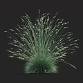 Bushy Green Grass Plant with Slender Leaves and Small White Flowers Against Dark Background