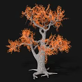 Ornamental Shrub With Orange Leaves Grayish White Trunk And Exposed Roots On Black Background