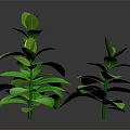 Two Green Plants With Lush Green Leaves Against Black Background 3d model