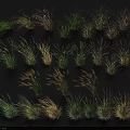 Diverse Herbaceous Plants With Various Colors Different Heights On Black Background