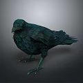 Crow With Teal Iridescent Shiny Feathers Standing On Dark Background 3d model