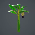 Fresh Banana Plant With Green Leaves Ripe Fruit And Healthy Trunk