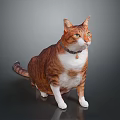 Ginger and White Domestic Cat Wearing Collar Sitting Upright on Dark Background 3d model