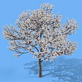 Lush White Flowering Shrub With Dense Branches And Shadow Against Blue Sky